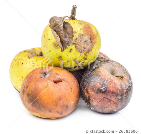 Rotten moldy apples isolated on white background 26383606