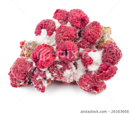 Rotten and moldy raspberry isolated on white 26383608