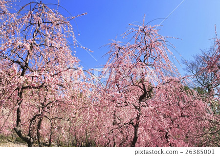 Seongnam-myeon梅花 26385001