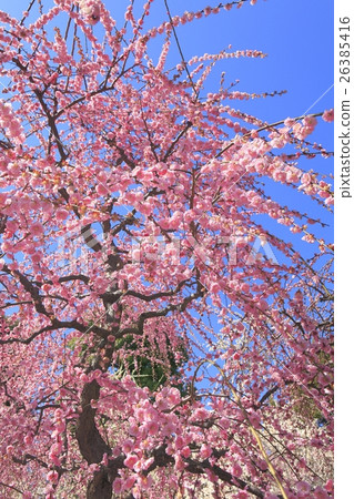 Seongnam-myeon梅花 26385416