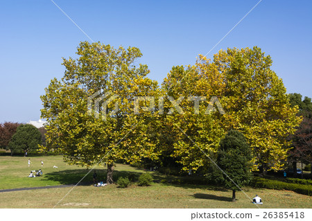 秋天星期天 26385418