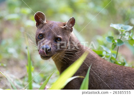 carnivorous mammal Fossa (Cryptoprocta ferox) carnivorous mammal Fossa (Cryptoprocta ferox) 26385555