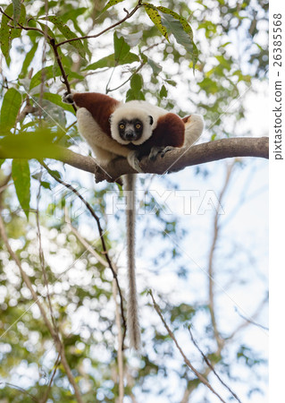 Lemur Coquerel's sifaka (Propithecus coquereli) Lemur Coquerel's sifaka (Propithecus coquereli) 26385568