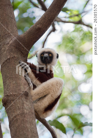 Lemur Coquerel's sifaka (Propithecus coquereli) 26385570