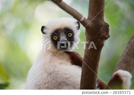 Lemur Coquerel's sifaka (Propithecus coquereli) 26385571