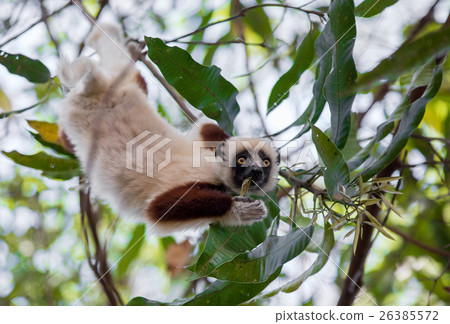 Lemur Coquerel's sifaka (Propithecus coquereli) 26385572