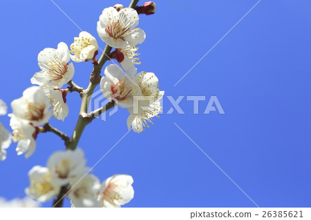 Plum blossom Plum blossom 26385621