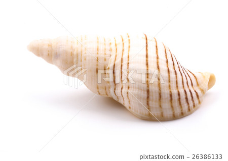 Seashell isolated on White 26386133