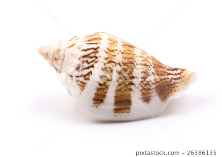 Seashell isolated on White 26386135