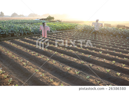 白菜田和稻草人 26386380