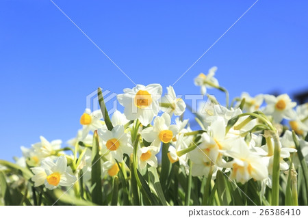 Daffodil flowers 26386410