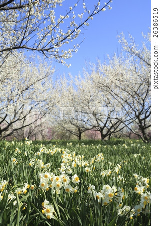 Daffodil flower and plum forest 26386519