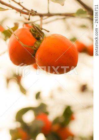 persimmon 26386711