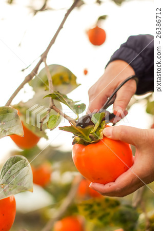 persimmon 26386712