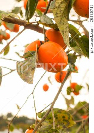 柿子 26386713