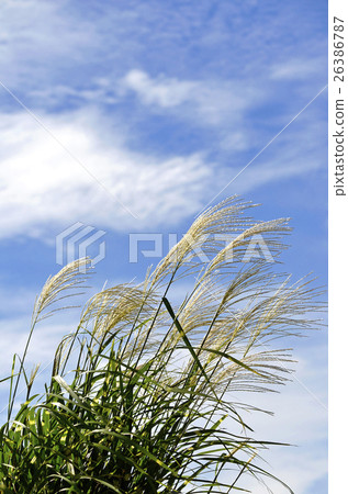 Takanoha Susuki（薄鷹的翅膀） 26386787