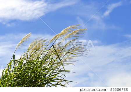 Takanoha Susuki（薄鷹的翅膀） 26386788