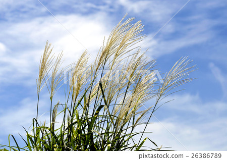 Takanoha Susuki (thin hawk's wing) 26386789