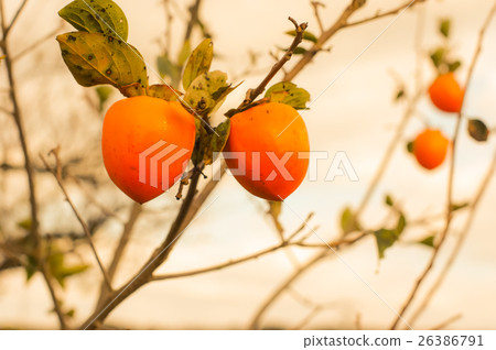 persimmon persimmon 26386791