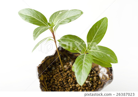 Everyday grass leaves 26387023