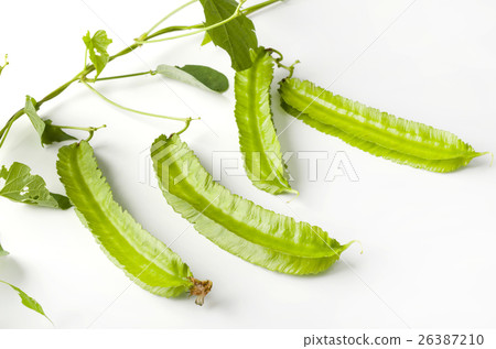 Shikakamame (Urips bean) Shikakamame (Urips bean) 26387210