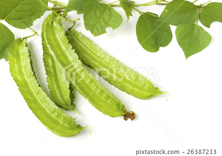 Shikakamame (Urips bean) Shikakamame (Urips bean) 26387213