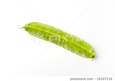 Shikakamame (Urips bean) Shikakamame (Urips bean) 26387216