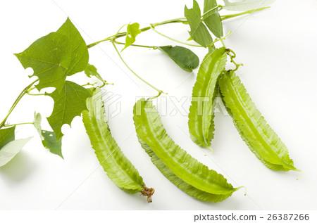 Shikakamame (Urips bean) Shikakamame (Urips bean) 26387266