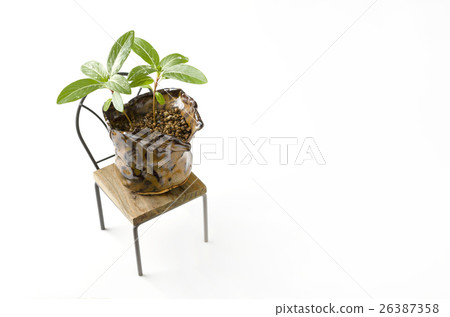 Everyday grass leaves 26387358