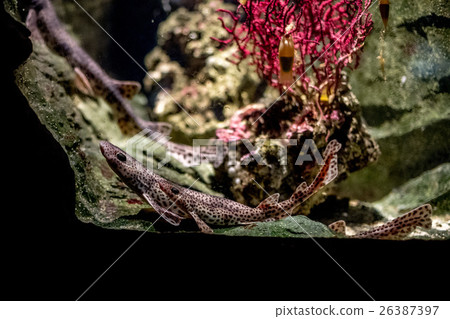 dogfish underwaterclose up portrait 26387397