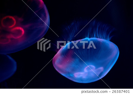 jellyfish isolated on black sea close up detail 26387401