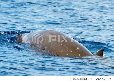 Goose Beaked whale dolphin Ziphius cavirostris Goose Beaked whale dolphin Ziphius cavirostris 26387406