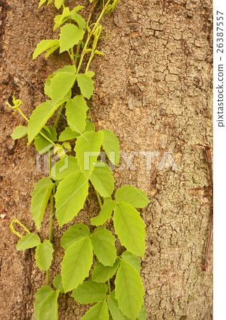 Green leaves of climbing plant on the big tree Green leaves of climbing plant on the big tree 26387557