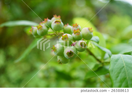 Blueberries like cute crown Blueberries like cute crown 26388613