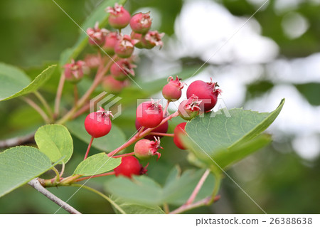 Still blue redberry Still blue redberry 26388638