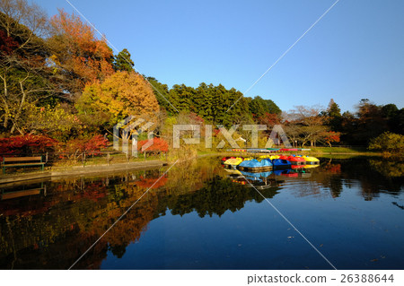 Autumn leaves in Shimizu Park Autumn leaves in Shimizu Park 26388644