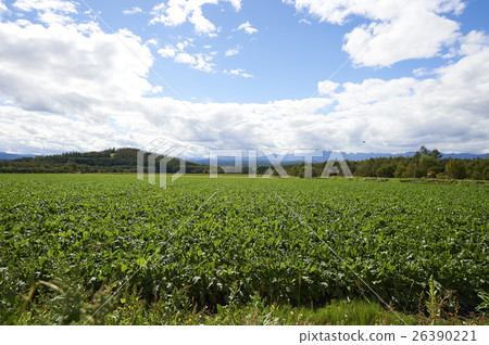 農業的形象 26390221