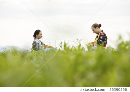 日本女性採茶和外國女性 日本女性採茶和外國女性 26390266