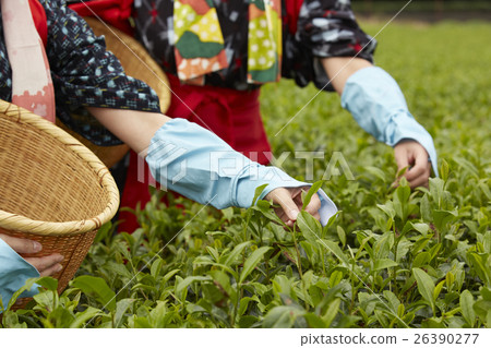 Japanese women picking tea and foreign women 26390277