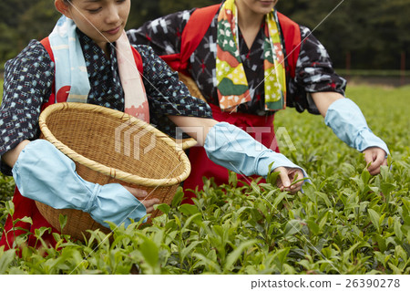 Japanese women picking tea and foreign women 26390278