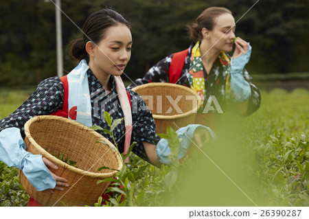 Japanese women picking tea and foreign women Japanese women picking tea and foreign women 26390287