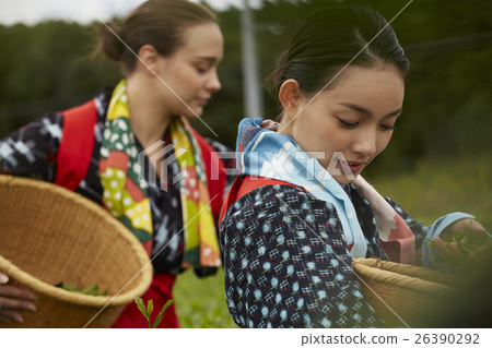 日本女性採茶和外國女性 26390292