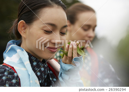 日本女性採茶和外國女性 26390294