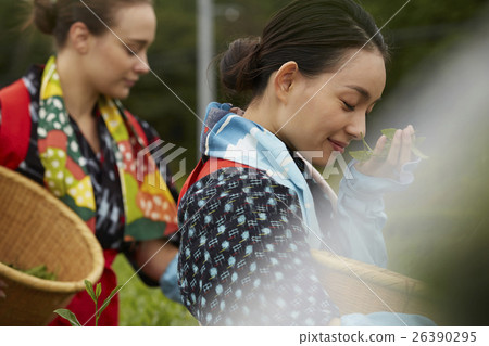 日本女性採茶和外國女性 日本女性採茶和外國女性 26390295