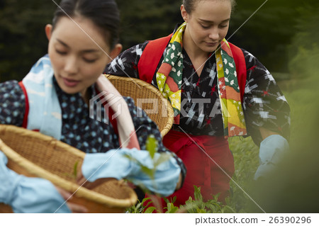 日本女性採茶和外國女性 26390296