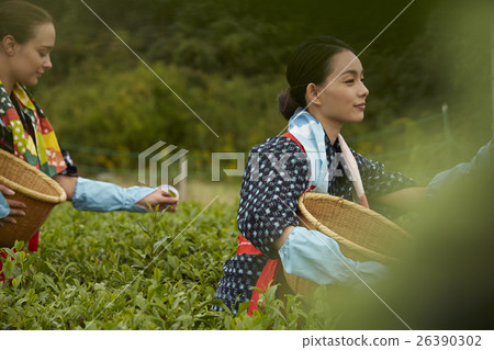 日本女性採茶和外國女性 26390302