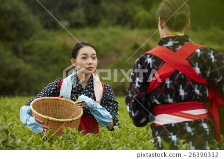 日本女性採茶和外國女性 日本女性採茶和外國女性 26390312
