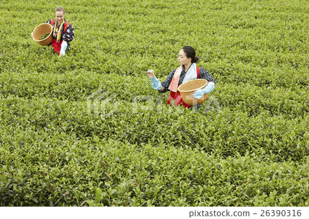 日本女性採茶和外國女性 26390316