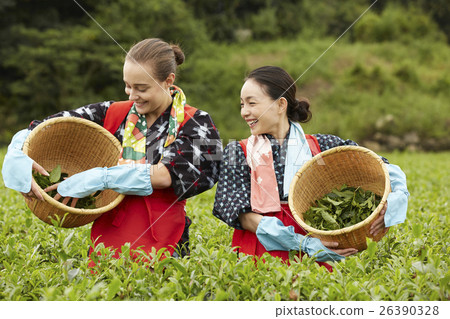 日本女性採茶和外國女性 26390328