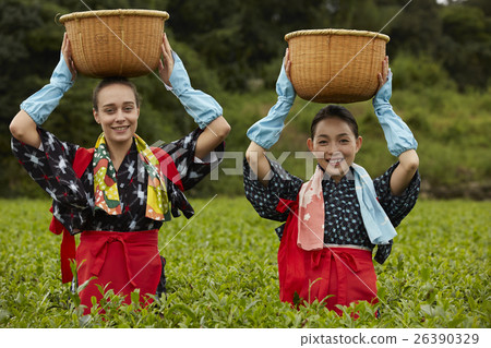 日本女性採茶和外國女性 日本女性採茶和外國女性 26390329